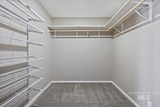 walk in closet featuring carpet