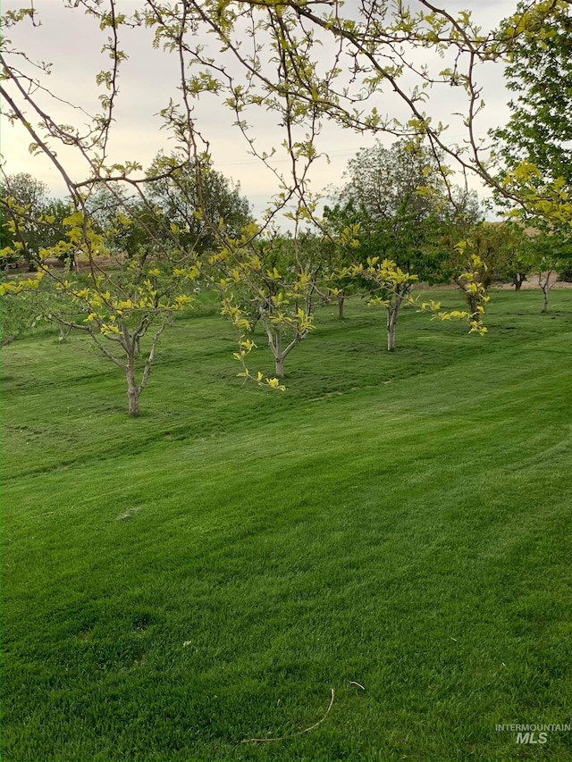 view of yard at dusk