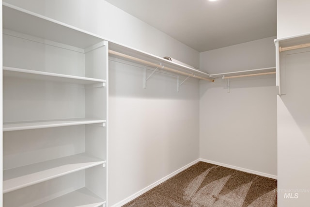 walk in closet with carpet flooring