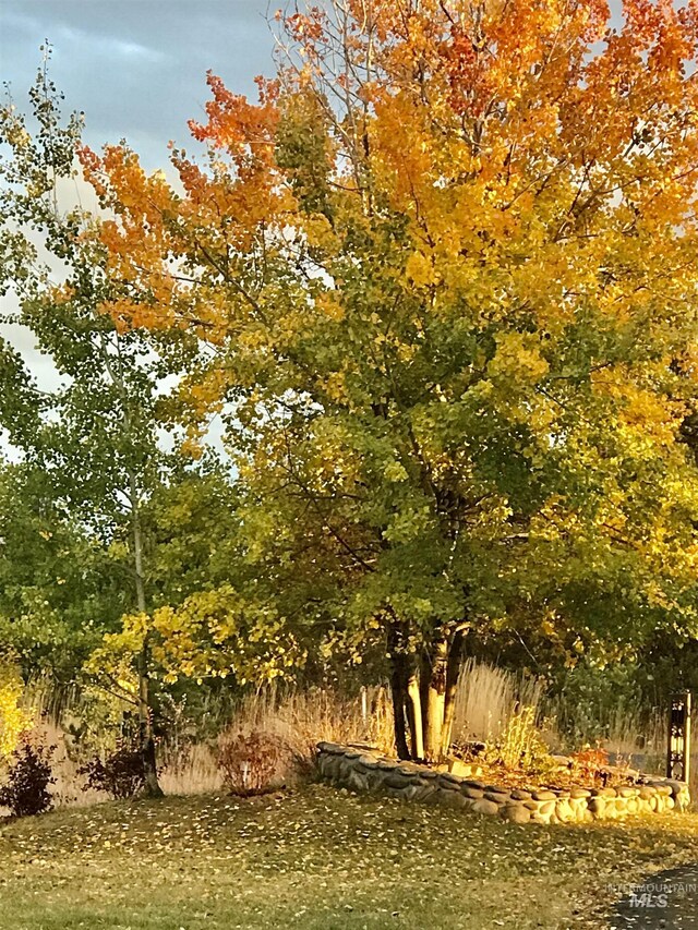 view of local wilderness