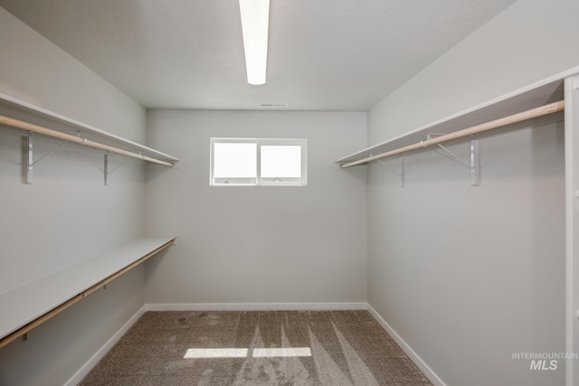 spacious closet featuring carpet and visible vents