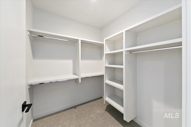 walk in closet featuring carpet floors