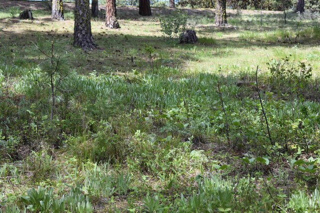 Syringa Dr, New Meadows, ID 83654