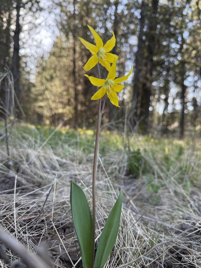 TBD Stevens Rd, Winchester, ID 83555