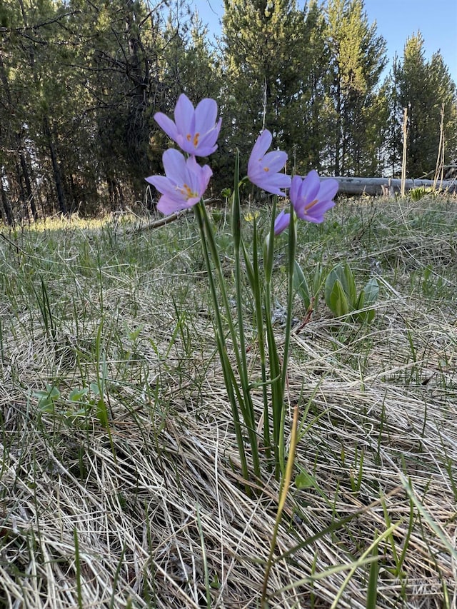 TBD Stevens Rd, Winchester, ID 83555