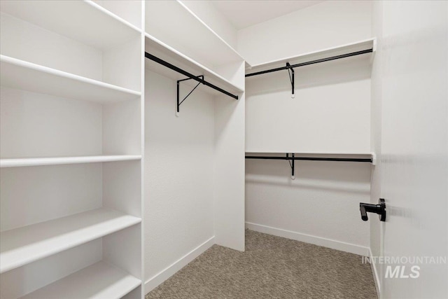 spacious closet with carpet