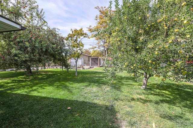 view of yard featuring a storage shed