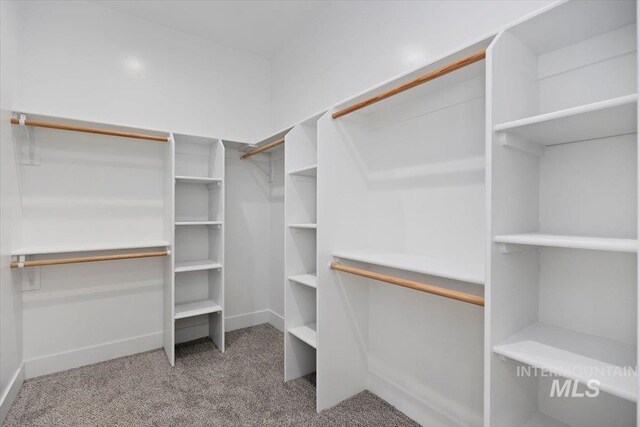 spacious closet featuring carpet floors