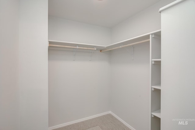 spacious closet featuring carpet