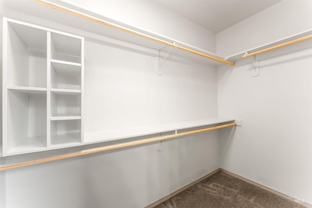 spacious closet featuring carpet flooring