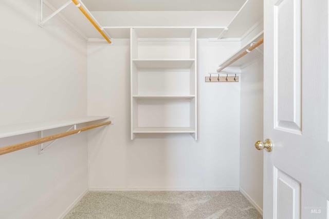 spacious closet featuring carpet flooring