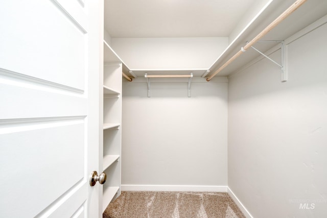 walk in closet with carpet floors