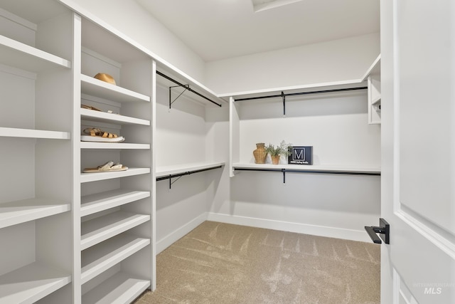 spacious closet featuring carpet flooring