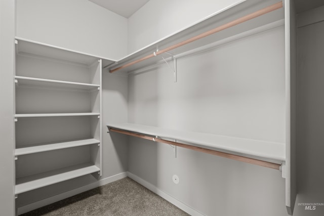 walk in closet with carpet flooring