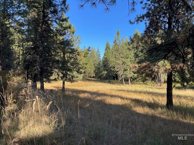 view of local wilderness