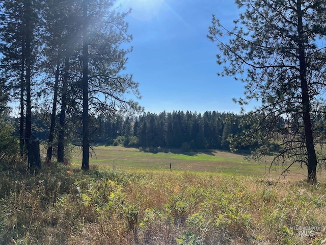 view of local wilderness