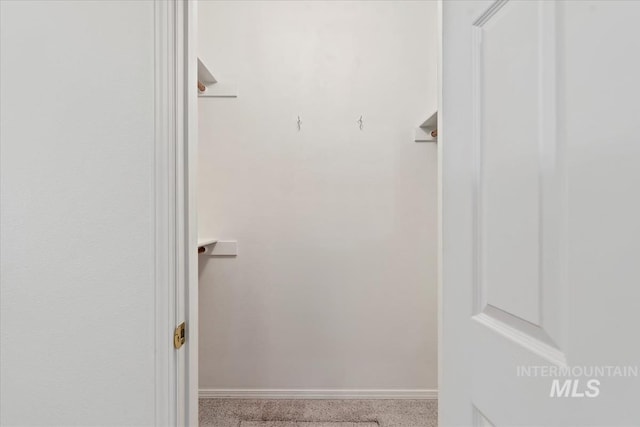 walk in closet with carpet flooring