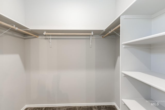 walk in closet featuring carpet floors