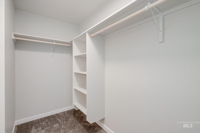 walk in closet featuring carpet floors