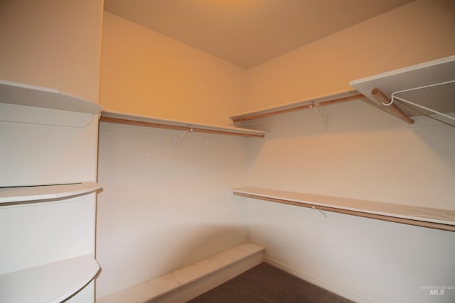 spacious closet featuring carpet flooring