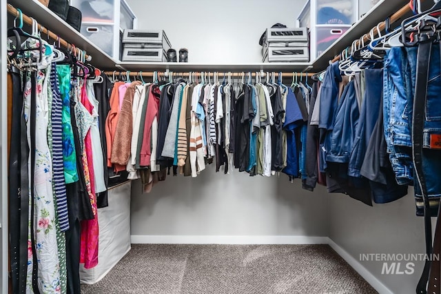 walk in closet with carpet flooring