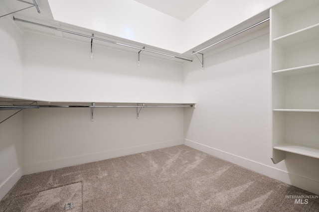 walk in closet with carpet flooring