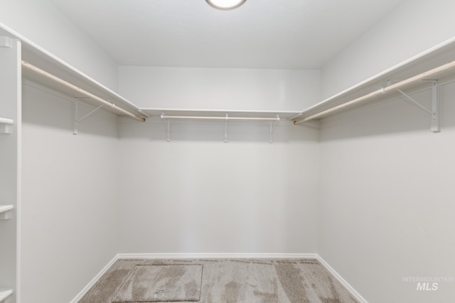 spacious closet featuring carpet flooring