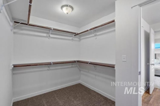 spacious closet featuring carpet floors