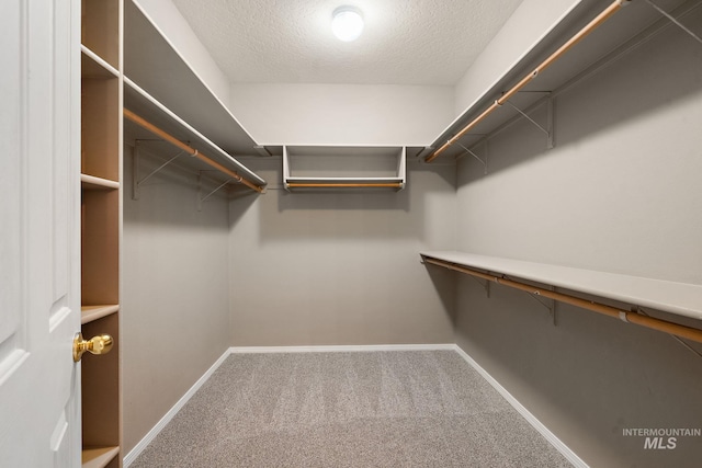 walk in closet featuring carpet floors