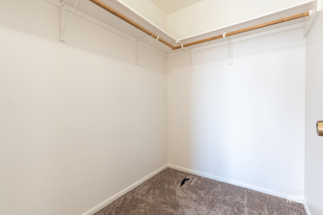 spacious closet featuring carpet flooring