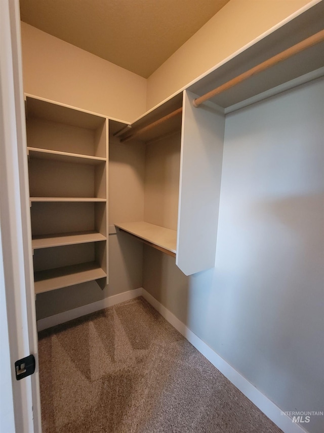 spacious closet featuring carpet