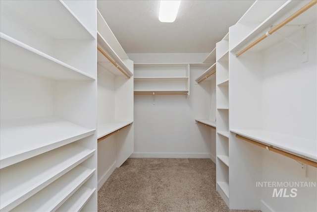 walk in closet with carpet floors