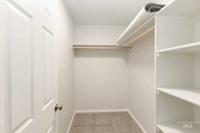 walk in closet with carpet flooring