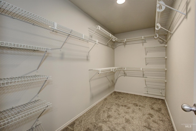 walk in closet with carpet floors