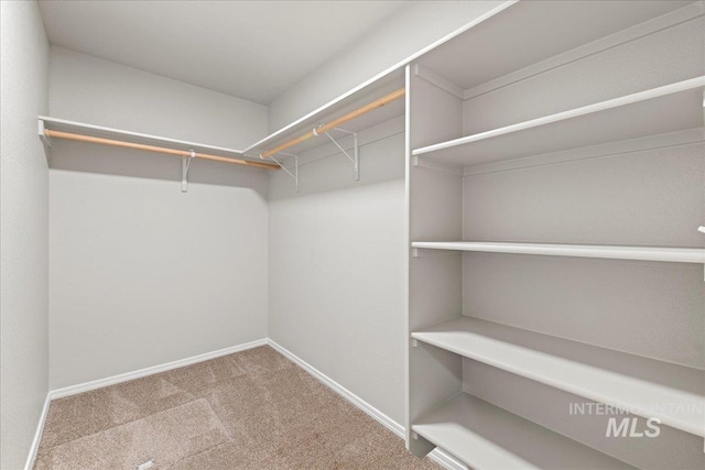 walk in closet with carpet floors