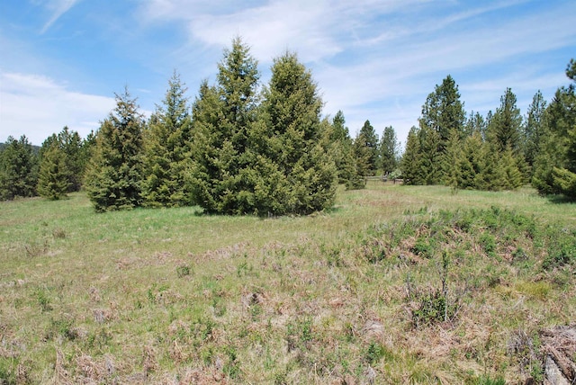view of local wilderness