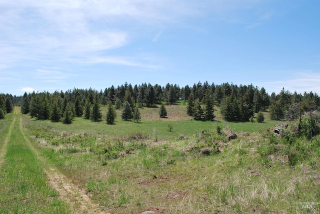 view of local wilderness