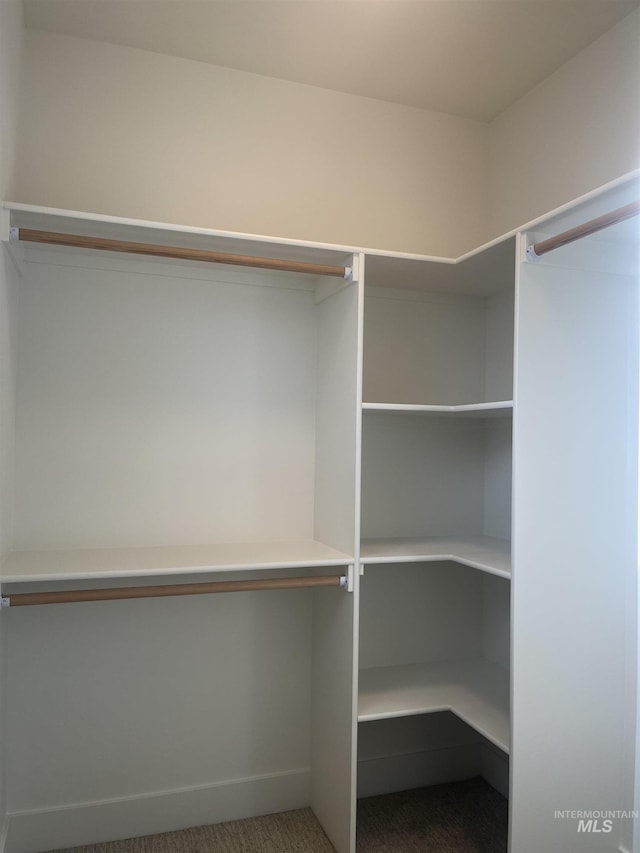 walk in closet with carpet flooring