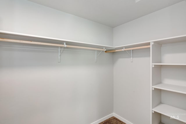 walk in closet featuring carpet flooring