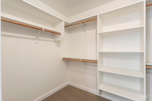 spacious closet featuring carpet floors