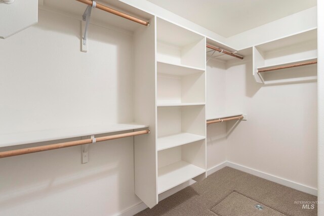 walk in closet featuring carpet floors