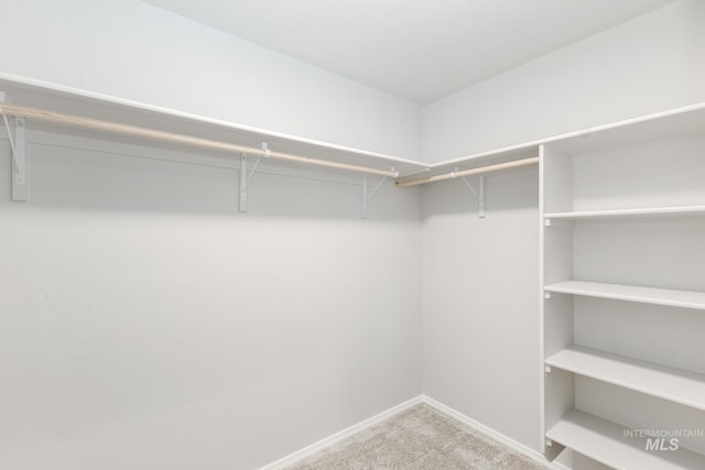 spacious closet with carpet