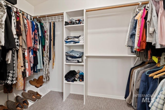 walk in closet featuring carpet flooring