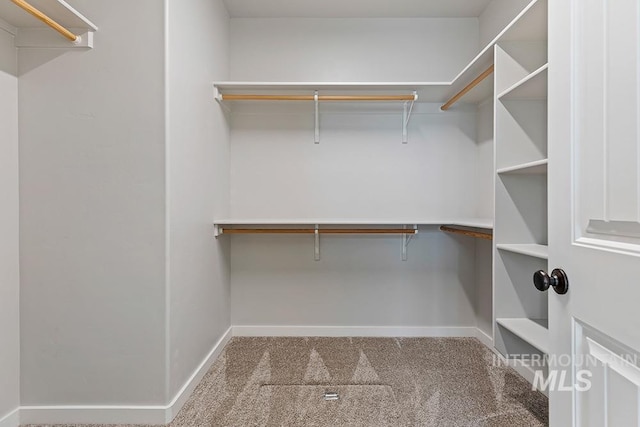 walk in closet with carpet flooring