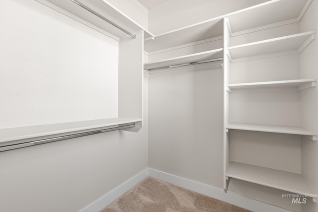 spacious closet featuring carpet floors