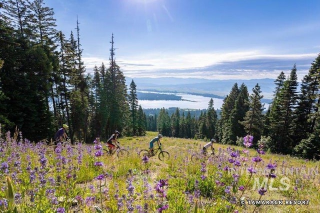 view of local wilderness