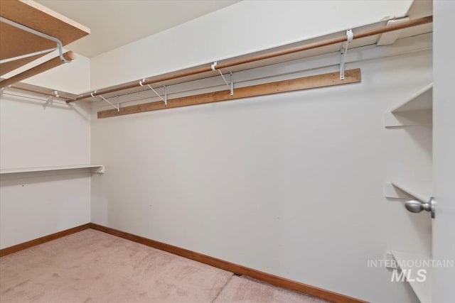 walk in closet with carpet flooring