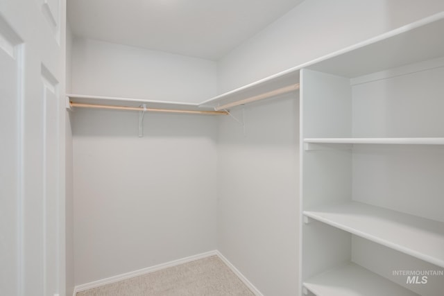 walk in closet featuring carpet floors