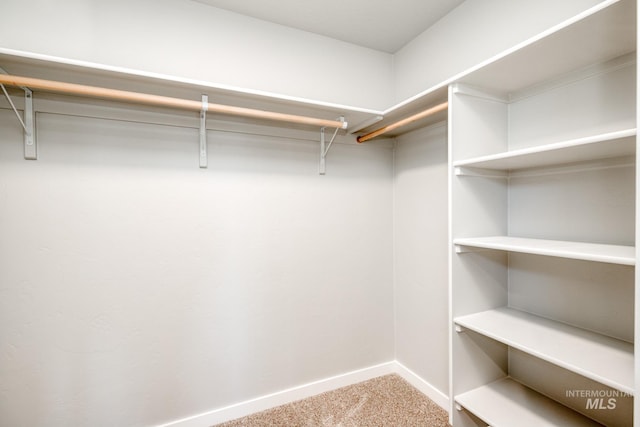 walk in closet with carpet flooring