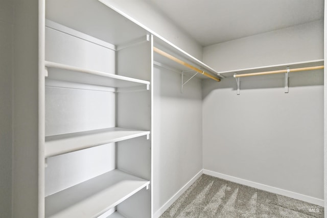 spacious closet featuring carpet flooring